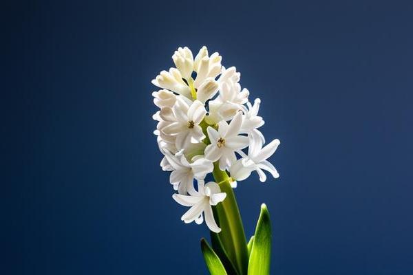 猛龙vs勇士技术对比_猛龙和勇士具体比分-第1张图片-吉山网 猛龙vs勇士技术对比_猛龙和勇士具体比分-第1张图片-吉山网